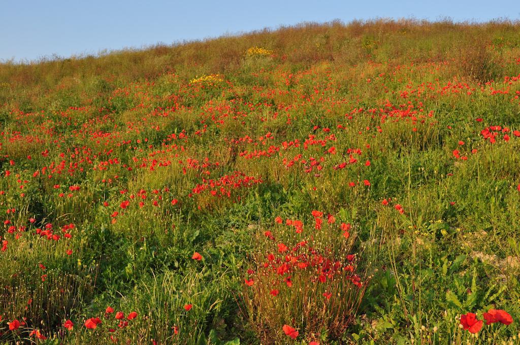 Agriturismo Il Torrione Certaldo Eksteriør bilde
